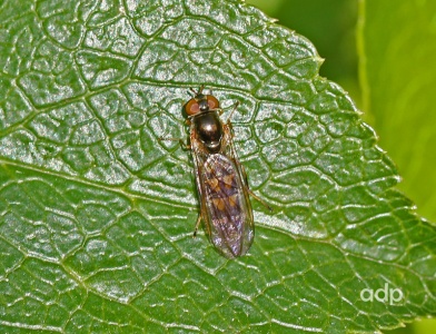 Melanostoma scalare, hoverfly, female, Alan Prowse